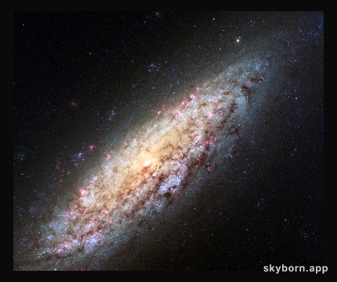 NGC 6503