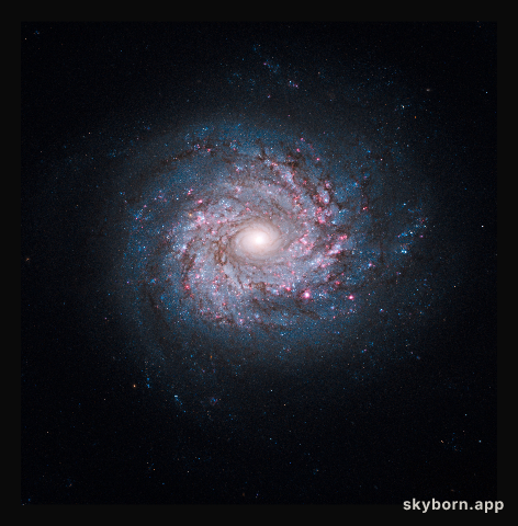Face-on spiral galaxy NGC 3982
