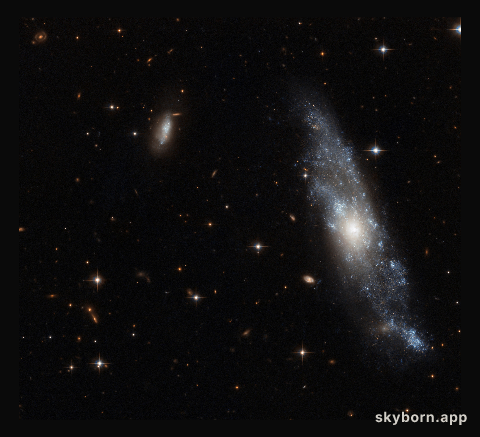 A fine Hydra spiral