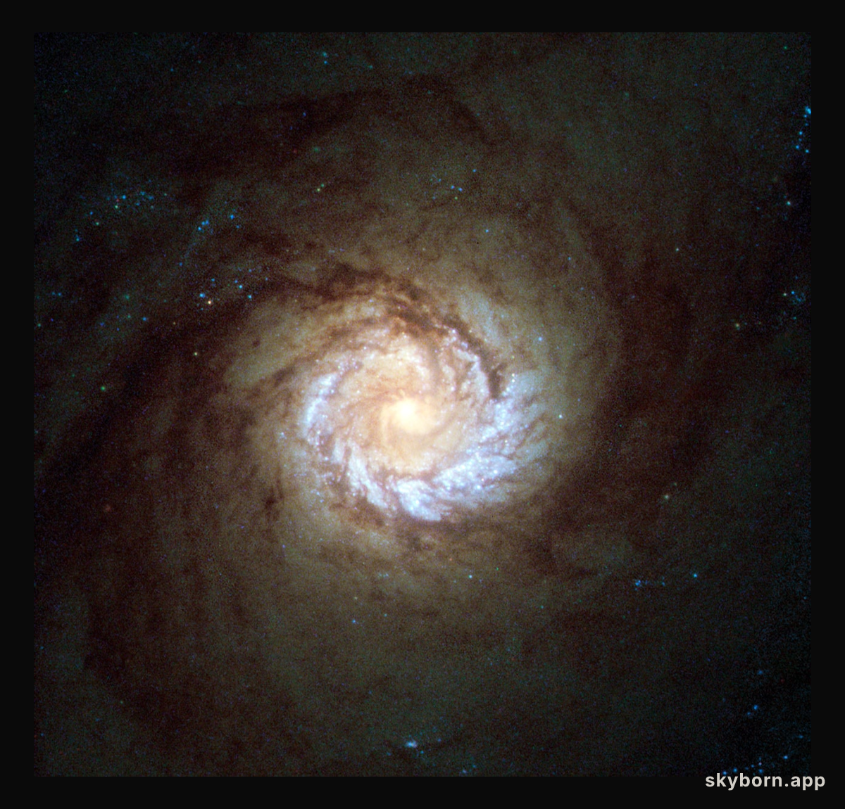 A hungry starburst galaxy