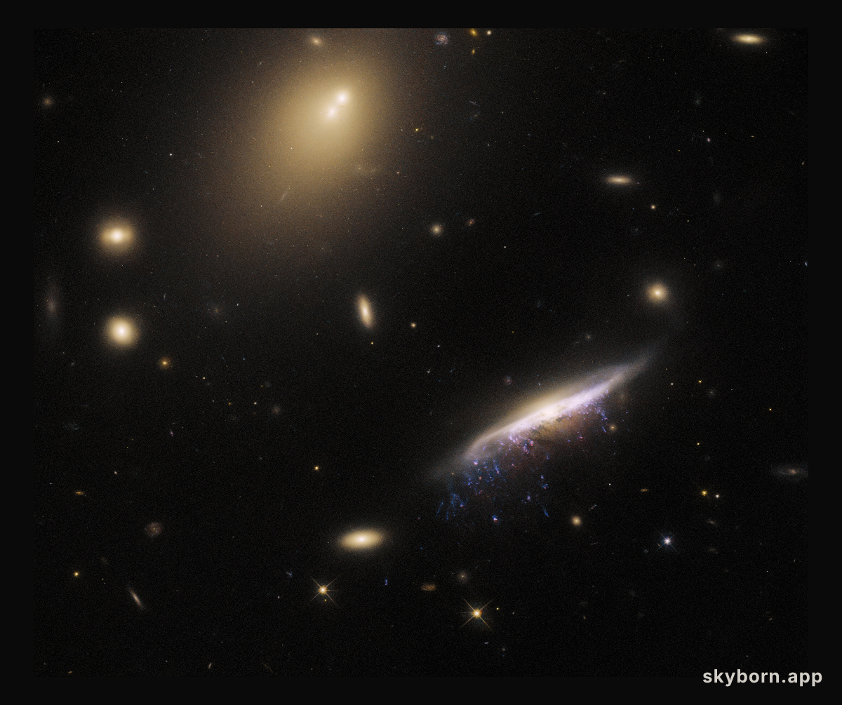 Portrait of a galactic jellyfish
