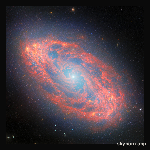 The stellar lifecycle in a nearby spiral