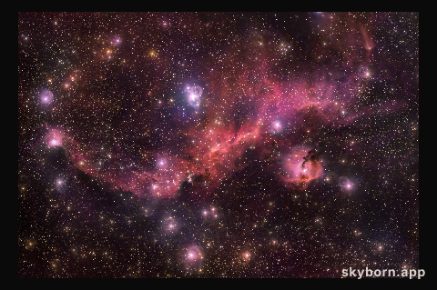 The Rosy Glow of a Cosmic Seagull